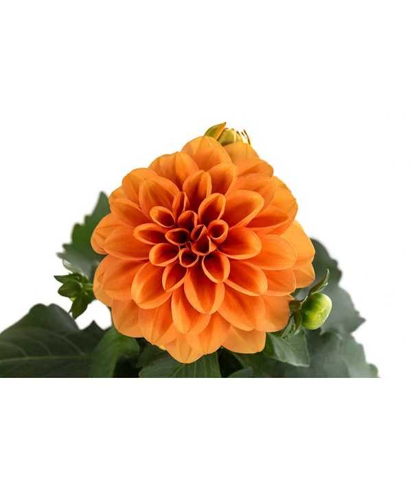 Zwergdahlie, Verschiedene Farben – Bild 10