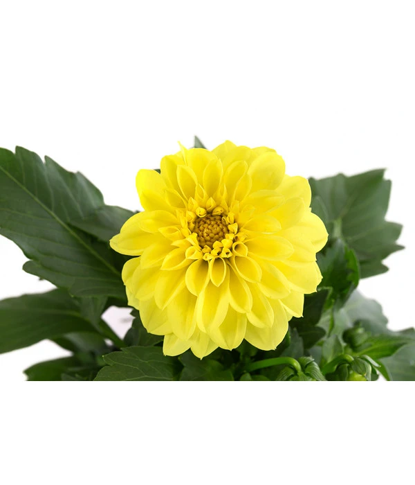 Zwergdahlie, Verschiedene Farben – Bild 9