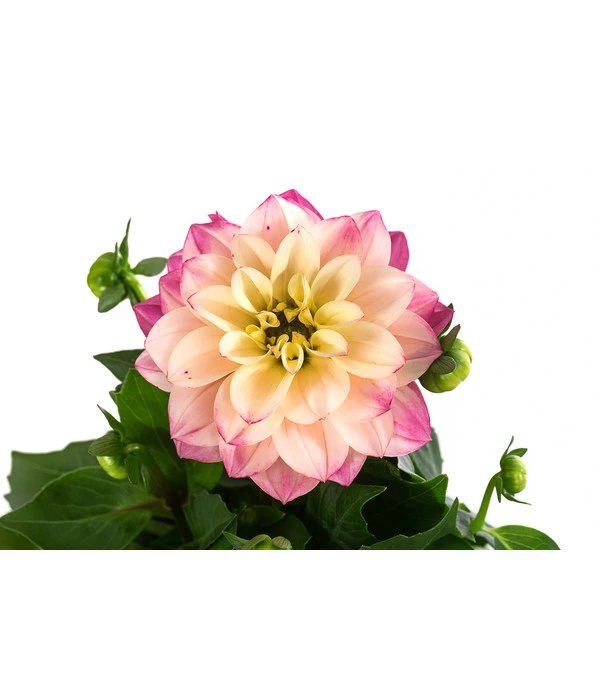 Zwergdahlie, Verschiedene Farben – Bild 8