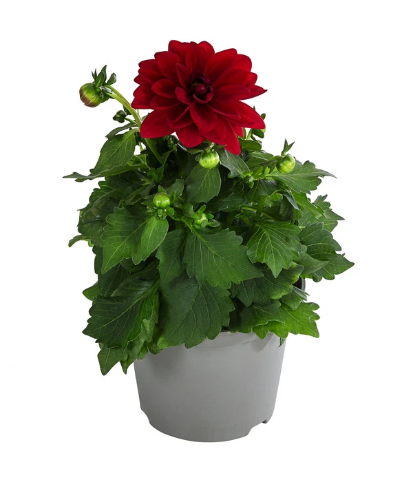 Zwergdahlie, Verschiedene Farben – Bild 5