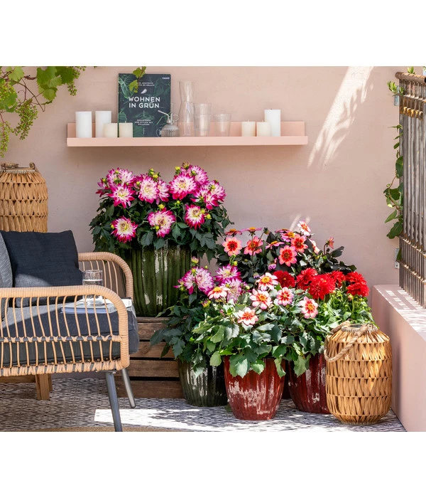 Zwergdahlie, Verschiedene Farben – Bild 7