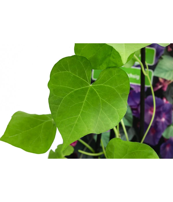 Prunkwinde – Bild 5