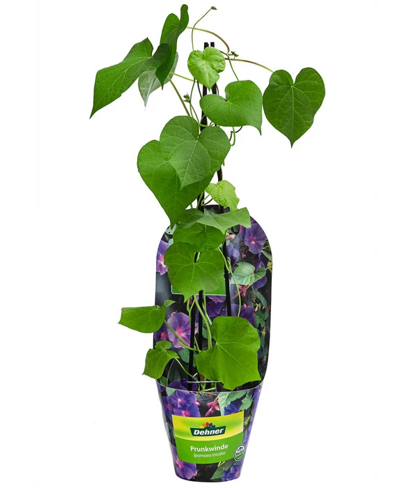 Prunkwinde – Bild 2