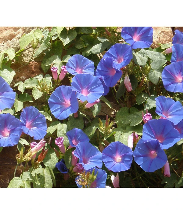 Prunkwinde – Bild 4