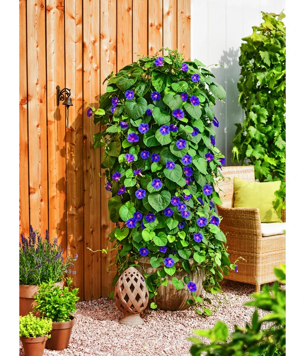 Prunkwinde – Bild 3