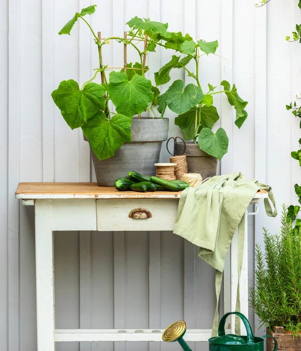 Schlangengurke – Bild 5