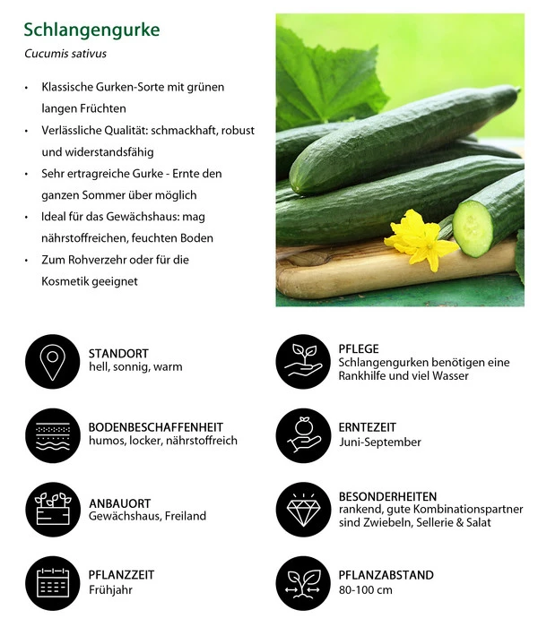 Schlangengurke – Bild 6