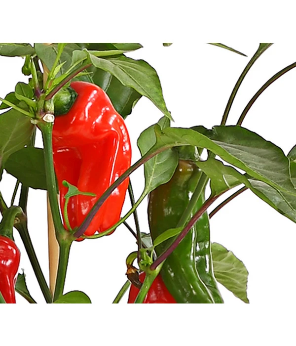 Pick-a-Pep® Snackpaprika Mit Früchten – Bild 3