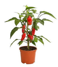 Pick-a-Pep® Snackpaprika Mit Früchten