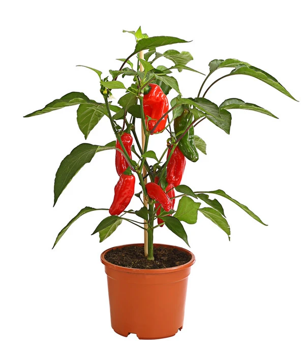 Pick-a-Pep® Snackpaprika Mit Früchten