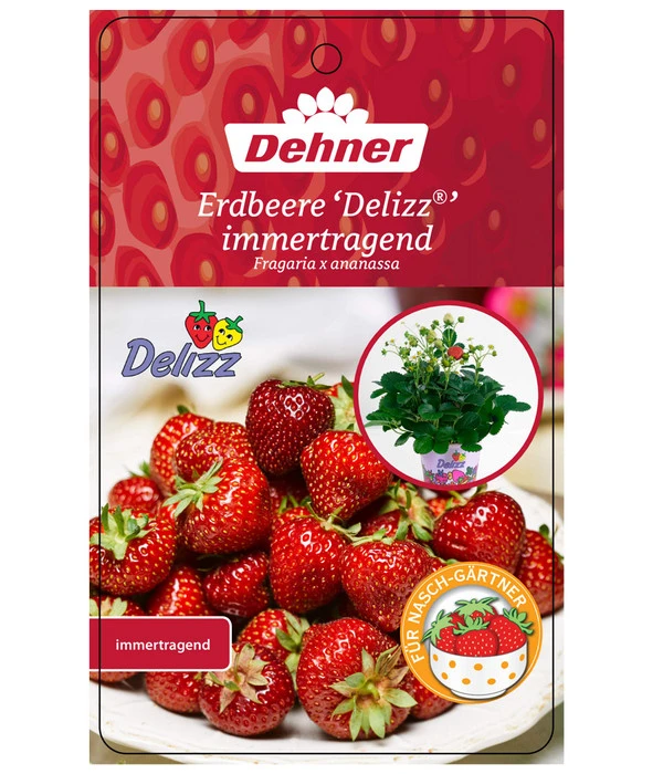 Erdbeere 'Delizz' – Bild 3