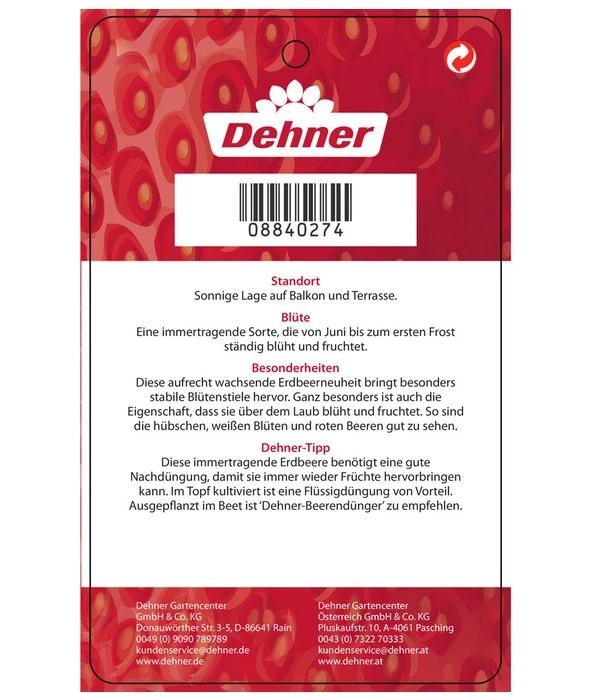 Erdbeere 'Delizz' – Bild 4