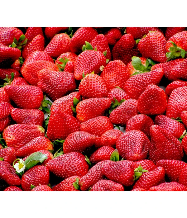 Erdbeere 'Delizz'