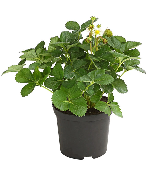 Erdbeere 'Delizz' – Bild 2