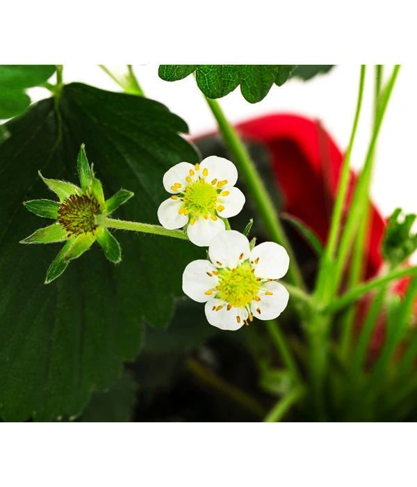 Erdbeerkasten – Bild 2