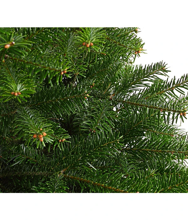 Nordmann-Tanne, B-Sortierung, Ca. 100-125 Cm, Im Topf Gewachsen – Bild 4