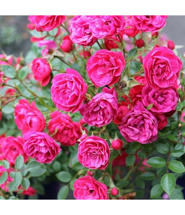 Zwergrose 'Hobby®' – Bild 2