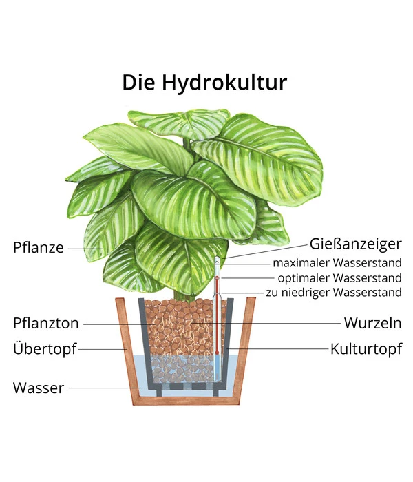 Strahlenaralie - Schefflera Arboricola Compacta 'Nora', Hydrokultur – Bild 2